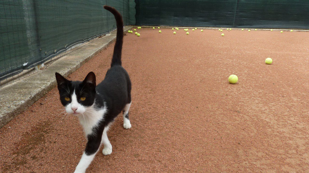 tennis cat